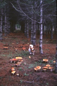Il bosco delle favole